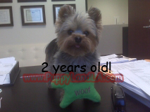 teacup yorkie